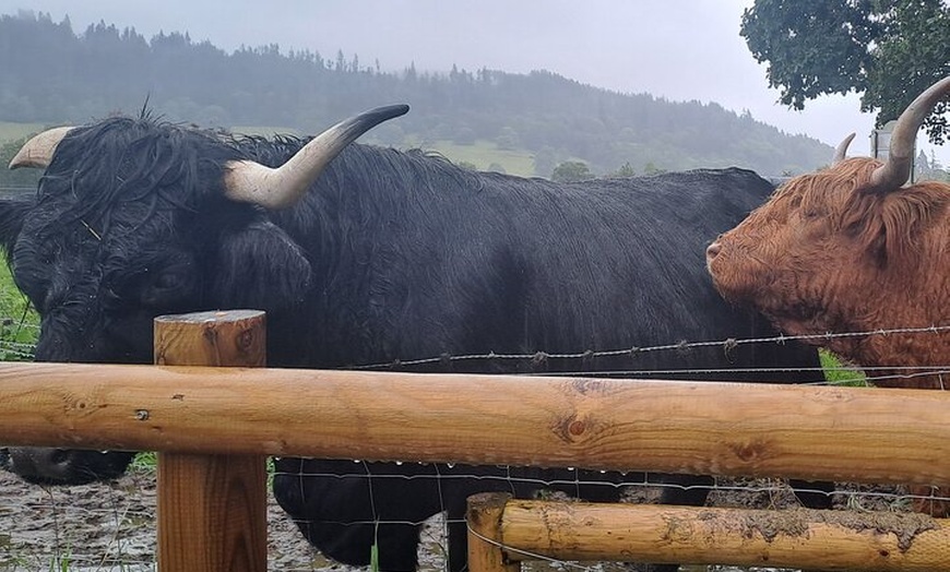 Image 4: Glenfinnan Viaduct, Glencoe & The Highlands