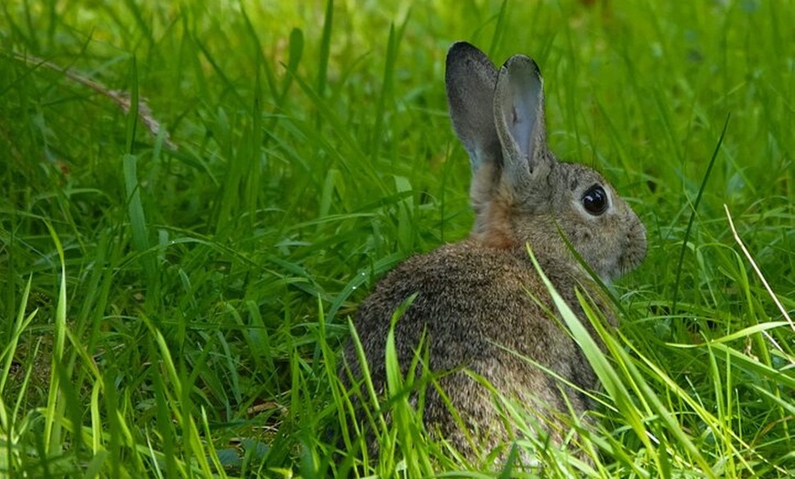 Image 16: Hampton Court Palace from Southampton Cruise Terminal