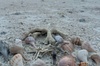 Beach and Shelling Excursion