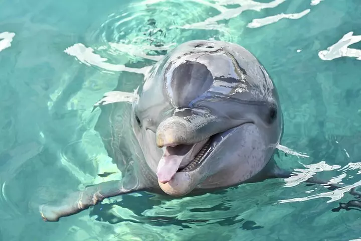 Nassau Harbor Boat Tour: Blue Lagoon, Pig Island, and More - Primary Image