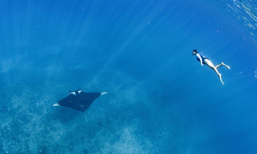 Image 14: Swim with Whale Sharks in the Ningaloo Reef: 3 Island Shark Dive