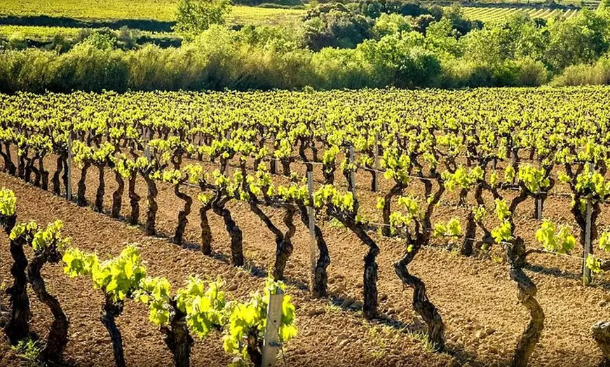 Image 1: Excursión privada de experiencia de cava en el Penedès desde Barcelona