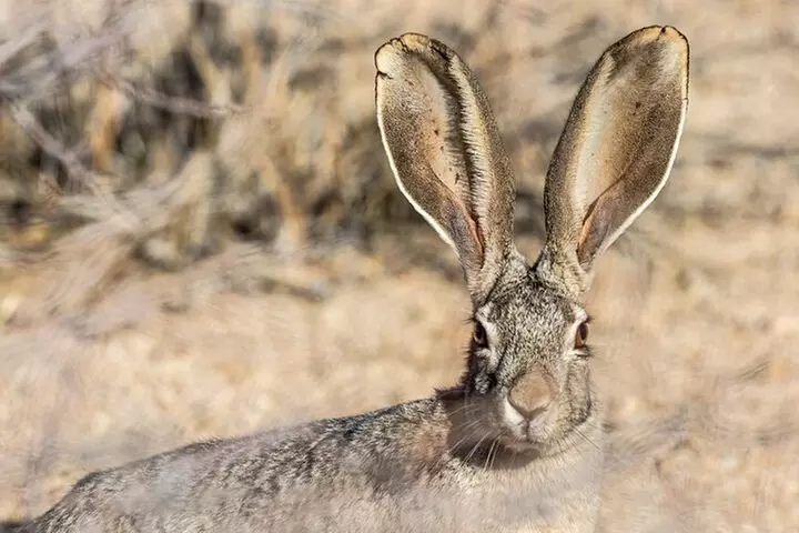 Joshua Tree National Park Self-Guided Driving Audio Tour