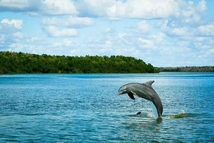 Everglades National Park Biologist Led Adventure: Cruise, Hike + Ai...