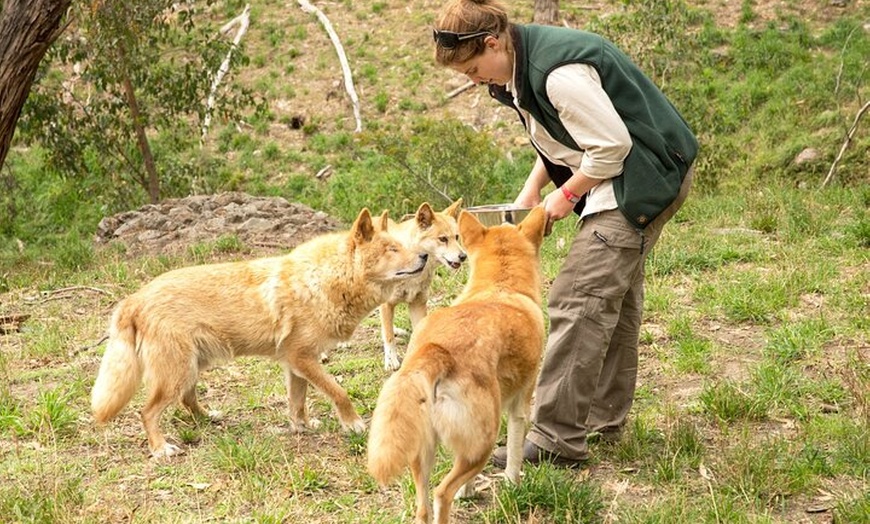 Image 3: Cleland Wildlife Park Experience - from Adelaide including Mt Lofty...