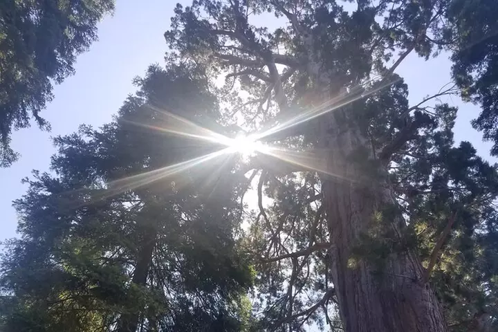 Day Tour to Kings Canyon National Park