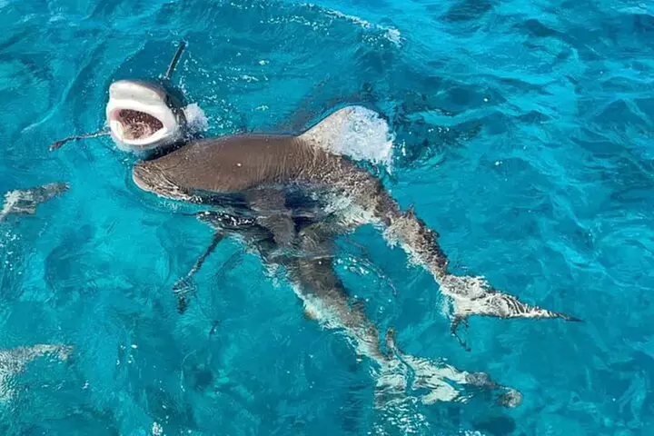 Bimini Day Cruise from Fort Lauderdale with Round-Trip Miami Transfer