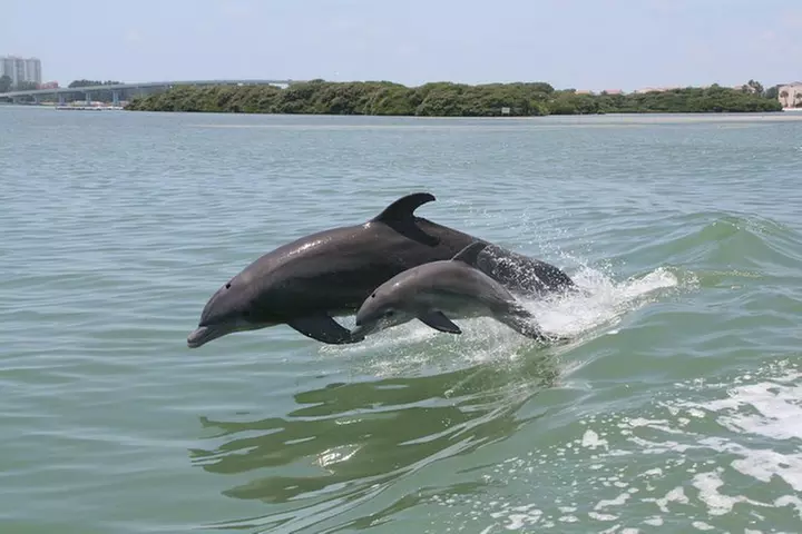 Little Toot Dolphin Adventure at Clearwater Beach