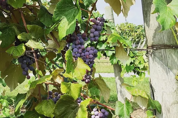 Seneca Lake South Wine Tastings Tour