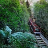 Image 2: Blue Mountains Day Tour -Scenic World, Koalas & Roos (10 ppl MAX)