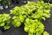 $25 For $50 Worth Plants - Second Medium