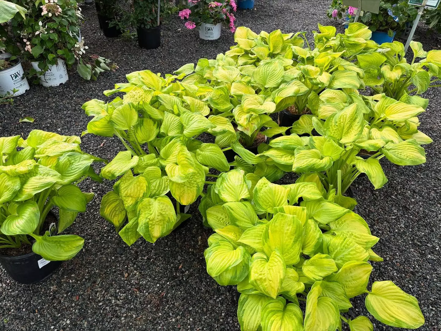$25 For $50 Worth Plants