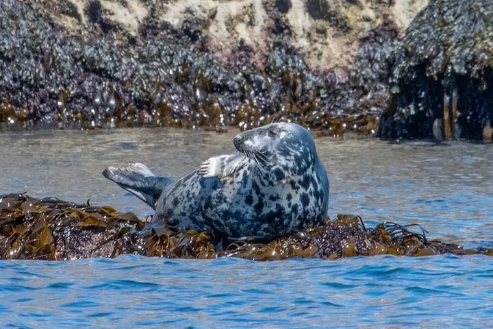 Torquay Coastal RIB Seafari