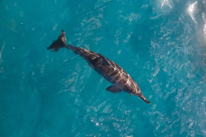 Waikiki to Diamondhead: Sunset BYOB Cruise