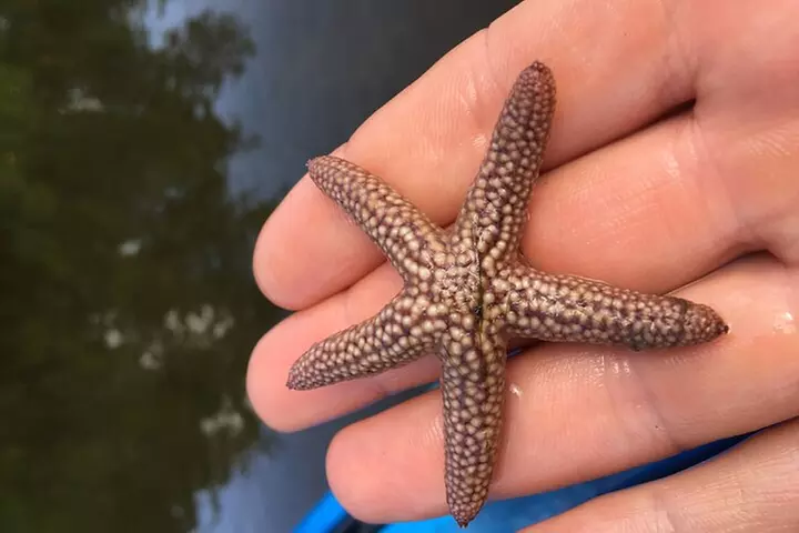 Marco Island Mangrove Tunnel and Maze Adventure Small group size