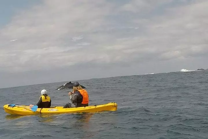 The Byron Bay Sea Kayak Tour