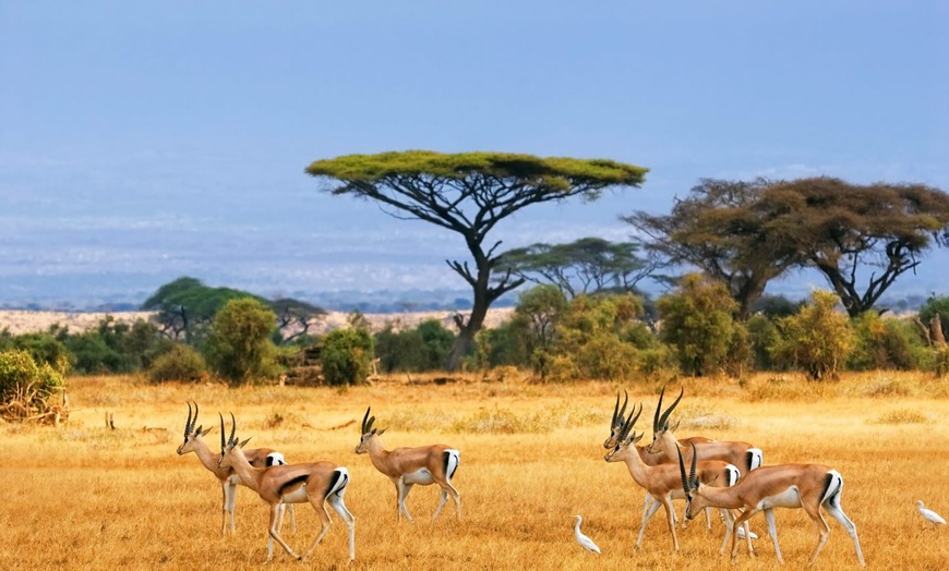 Image 2: ✈ KENYA | Mombasa - Private tour: Kenya's captivating landscapes, b...