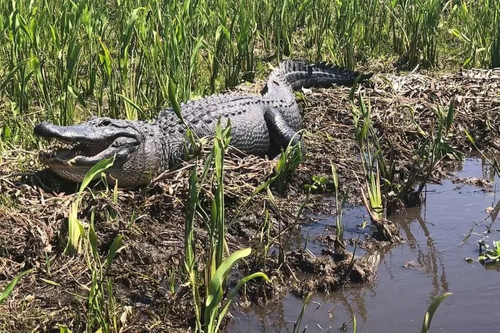 Jean Lafitte 90-Minute Swamp and Bayou Boat Tour
