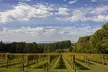 Mornington Peninsula Wine Day Tour - Image 3