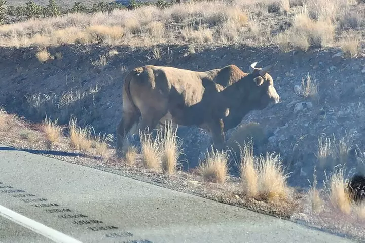Grand Canyon West Skywalk Western Ranch Joshua Forest