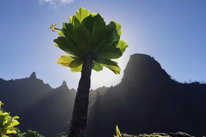 Limahuli Garden Self-Guided Tour - Primary Image