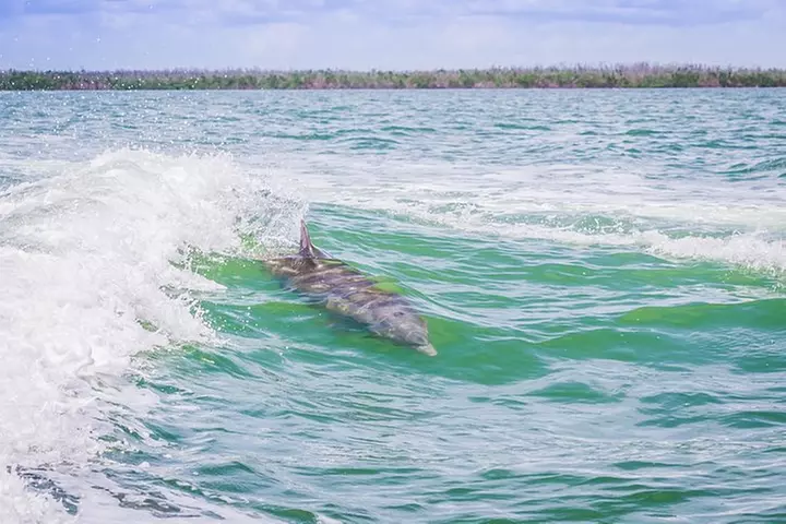 Marco Island Dolphin Sightseeing Tour