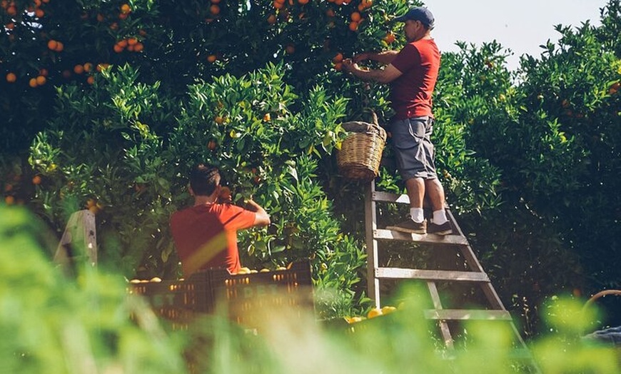 Image 10: Visita Guiada de Cata en Casa del siglo XVI y Fábrica de Aceite de ...