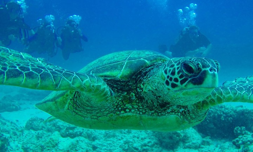 Hilo Ocean Adventures - Hilo Ocean Adventures | Groupon