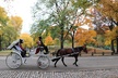 Romantic Proposal Carriage Tour in Central Park - Second Medium