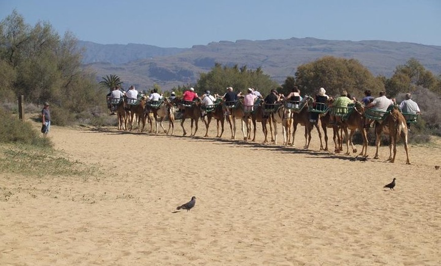 Image 3: Paseos en Camello por las Dunas de Maspalomas