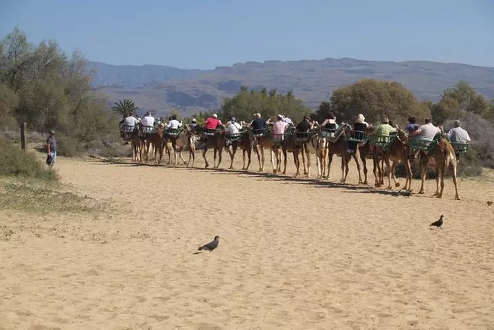 Paseos en Camello por las Dunas de Maspalomas