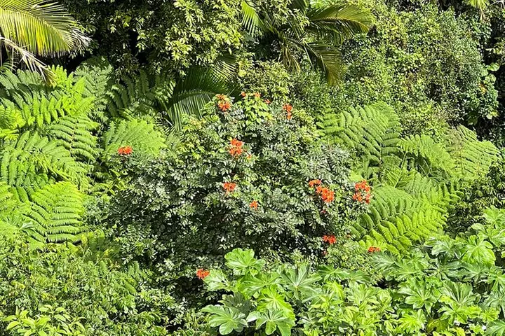 Day Trip to El Yunque Tropical Rainforest from San Juan
