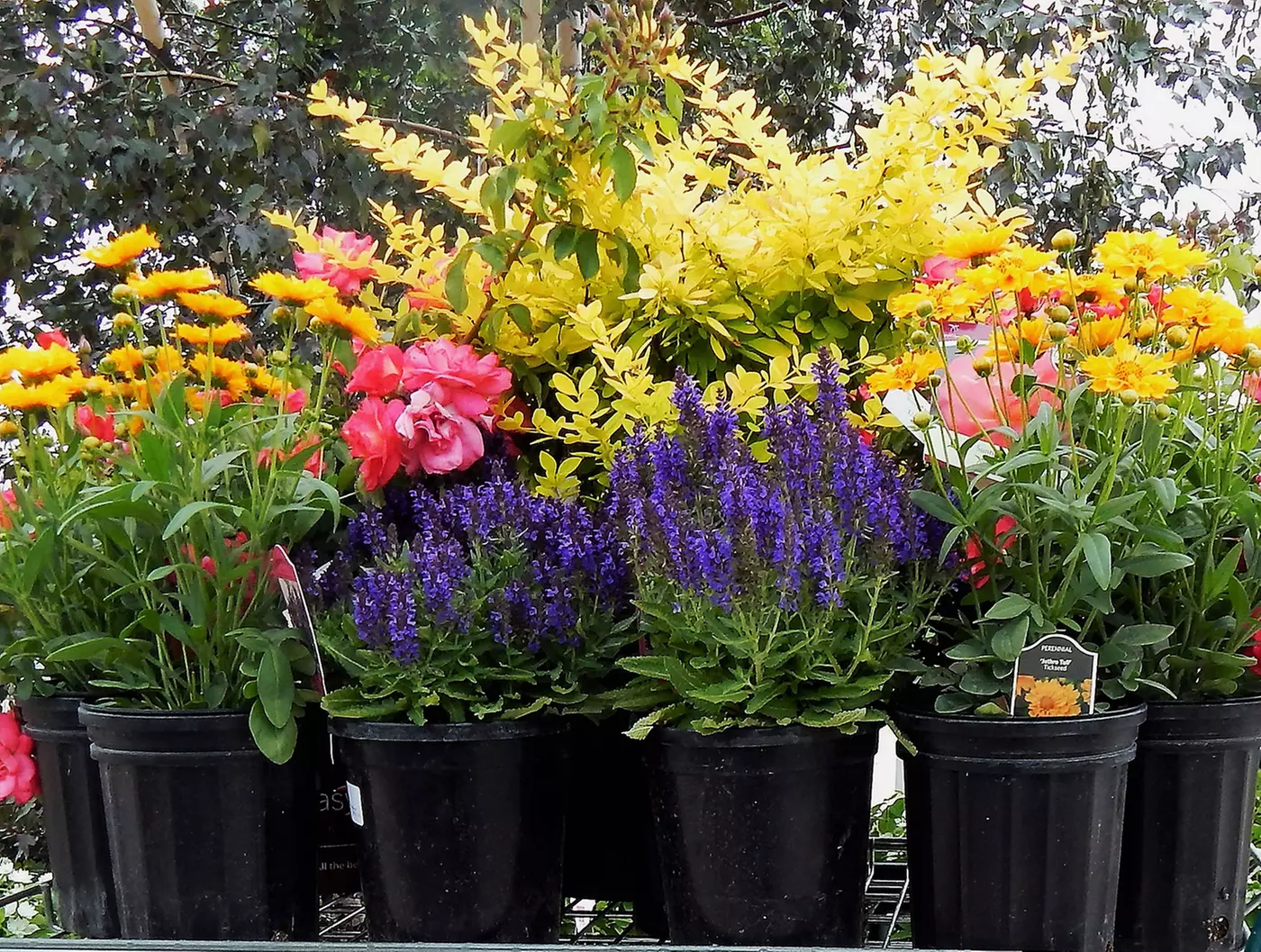 $20 For $40 Worth Of Nursery Garden Stock - Primary Image