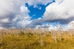 Big Cypress National Preserve Self Guided Driving Audio Tour - Second Medium