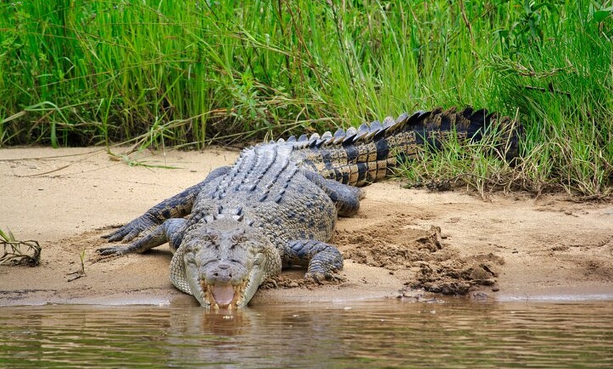 Image 5: Daintree River Cruise