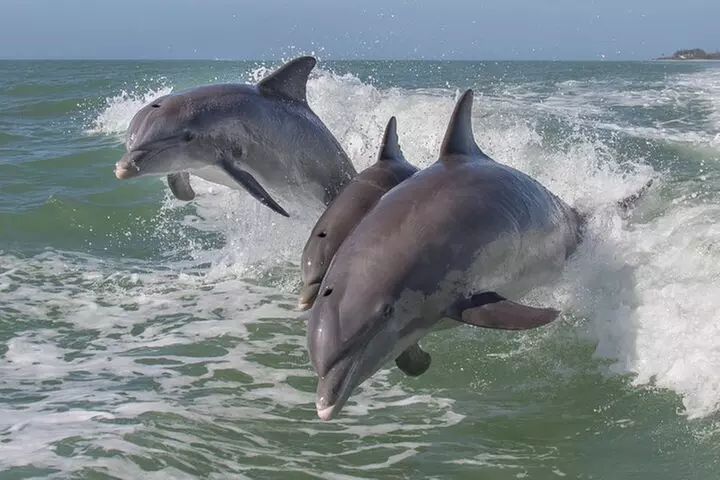 1.5-Hour Historical Jet Ski Experience in South Padre Island