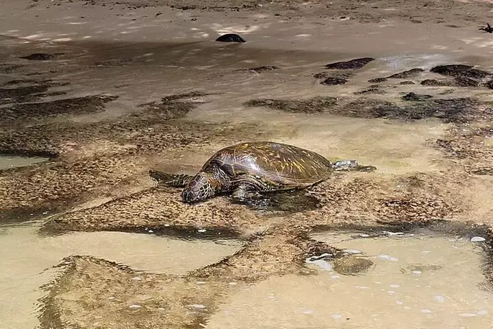 Oahu Circle Island: Snorkel with Turtles & Explore Turtle Beach