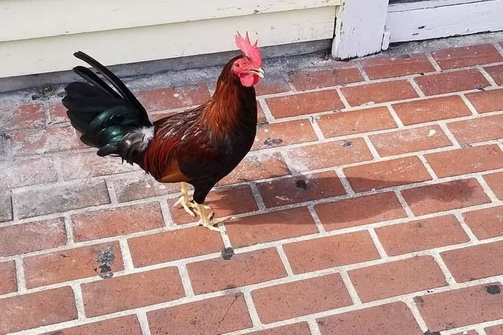 Key West Day Trip from Miami with Activities