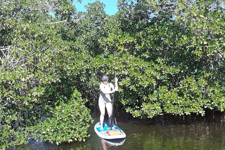 Naples Fl, Paddleboard Mangrove Forest Tour