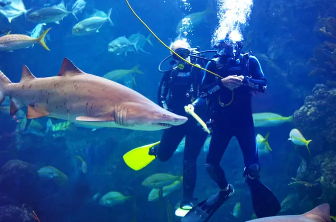 Dive with the Sharks at The Florida Aquarium in Tampa Bay - Primary Image