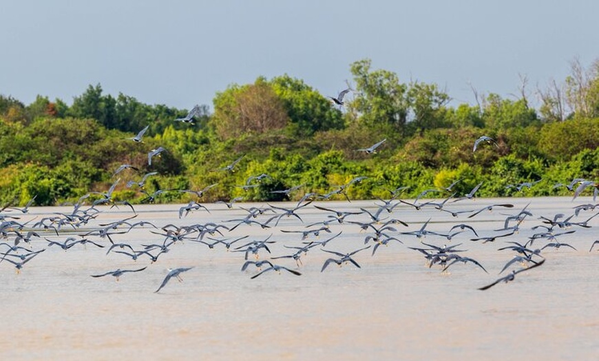 Image 5: Jumping Crocodile Experience