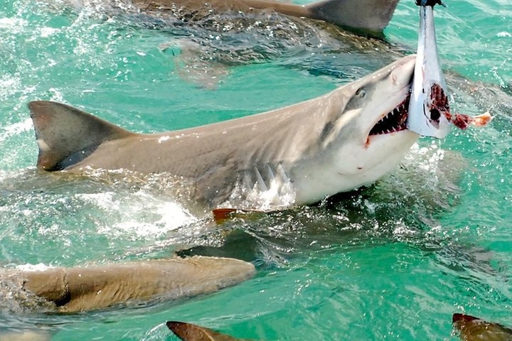 Shark and Wildlife Viewing Adventure in Key West - Primary Image