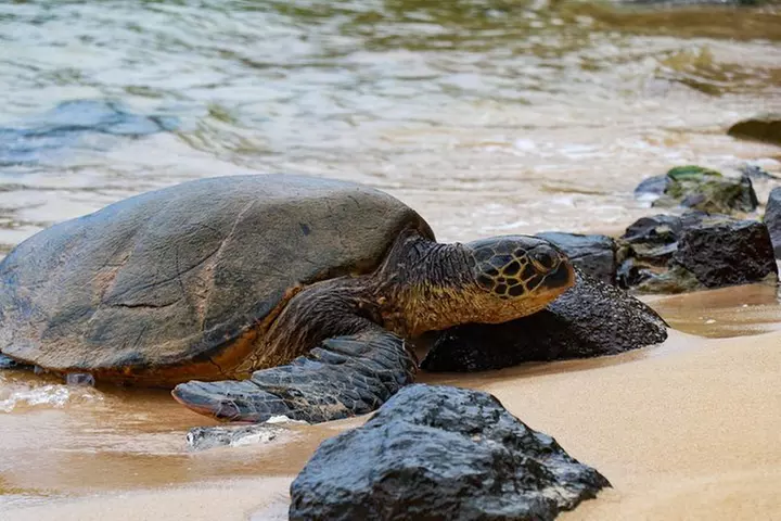 Full-Day Guided Private Tour