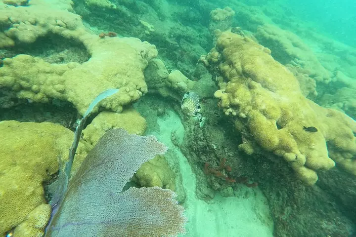 Public Guided Snorkel Tour of Fort Lauderdale Reefs