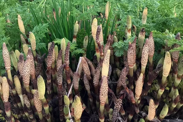 The Hood-Columbia Loop: Timberline, Orchards, and Waterfalls