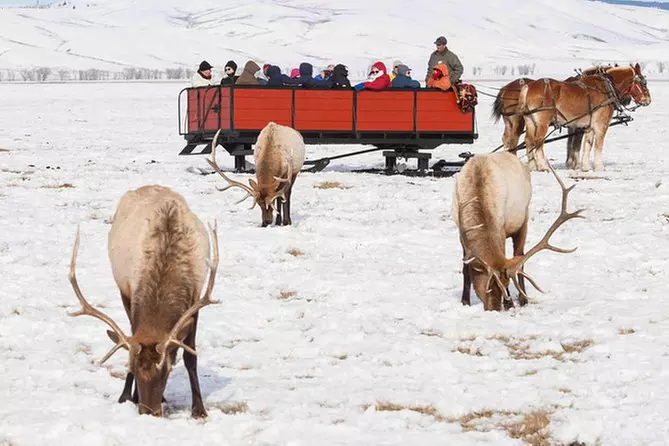 Best of Jackson Hole Wildlife Safari Tour - Primary Image