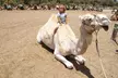 Paseos en Camello por las Dunas de Maspalomas - Image 5