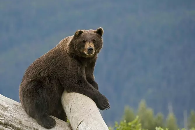 Anchorage Shore Excursion: Pre- or Post-Cruise Turnagain Arm and Alaska Wildlife Tour - Primary Image