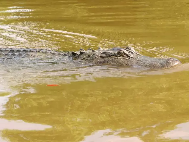 Airboat Ride with Transportation from New Orleans