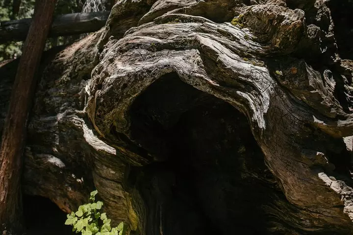 Yosemite National Park & Sequoias Private Tour from San Francisco